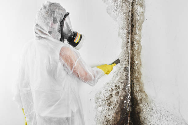 Best Crawl Space Mold Removal  in Laurel, MT