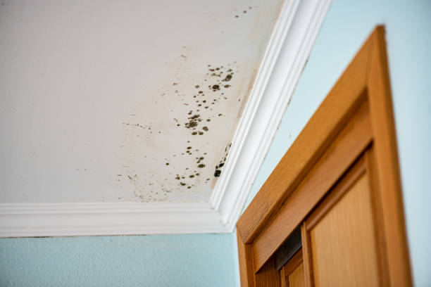 Best Toxic Mold Removal  in Laurel, MT