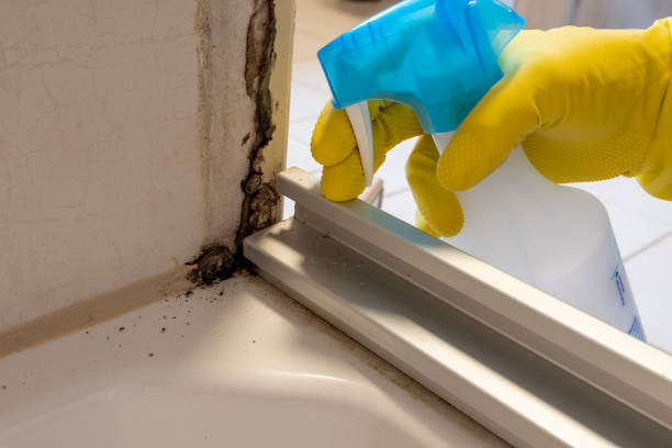 Best Professional Mold Removal  in Laurel, MT
