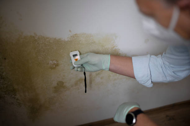 Professional Mold Removal in Laurel, MT
